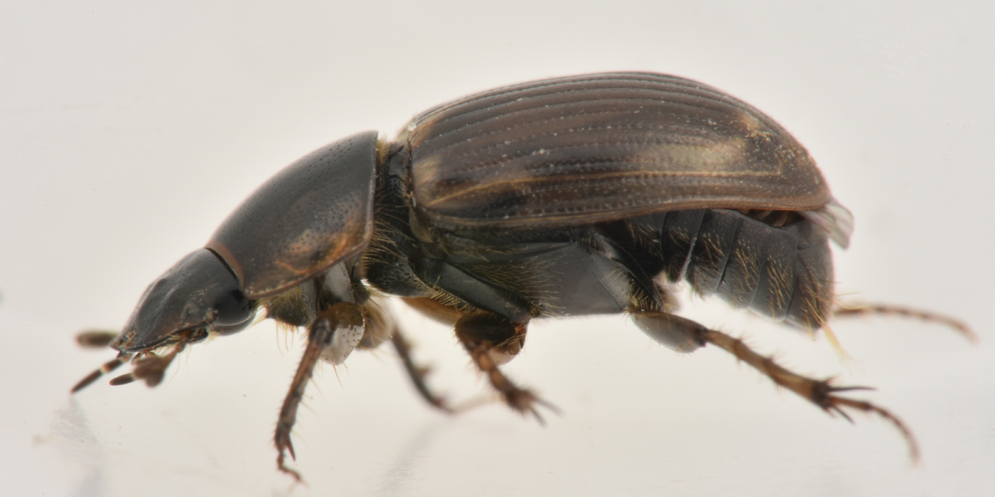 Aphodiidae: Melinopterus consputus?  S.